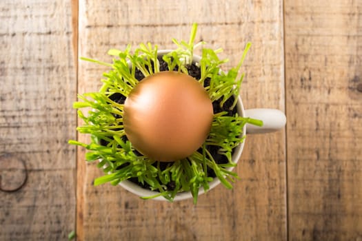 Green wheat in cup. Fresh wheat plant composition with egg