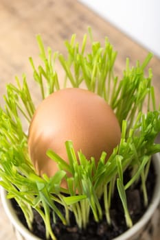 Green wheat in cup. Fresh wheat plant composition with egg