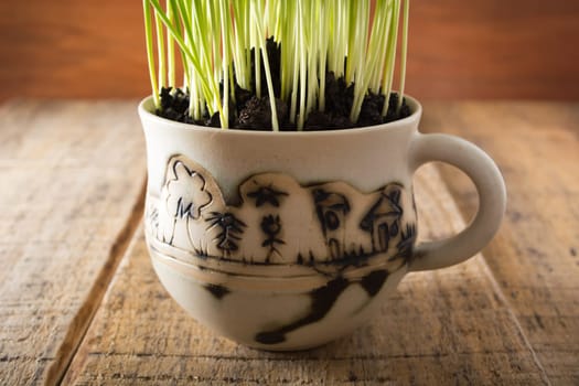 Green wheat in cup. Fresh wheat plant composition