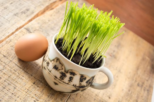 Green wheat in cup. Fresh wheat plant composition with egg