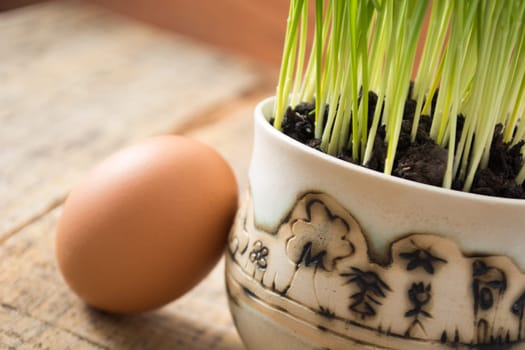 Green wheat in cup. Fresh wheat plant composition with egg