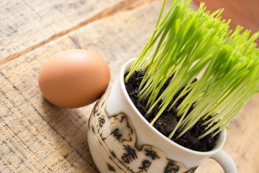 Green wheat in cup. Fresh wheat plant composition with egg