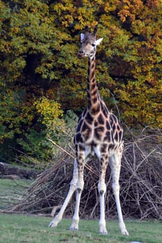 giraffe