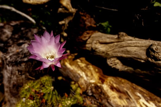 Beautiful Pink Flower with some wood pointing to it.