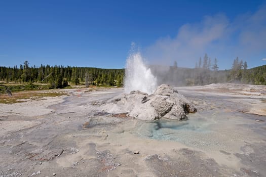 Minute Man Erupting Geyser Panorama in the Shoshone basin of Yellowstone National Park in Wyoming