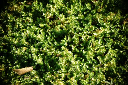 The close-up of young celery plants in a vegetable bed.
