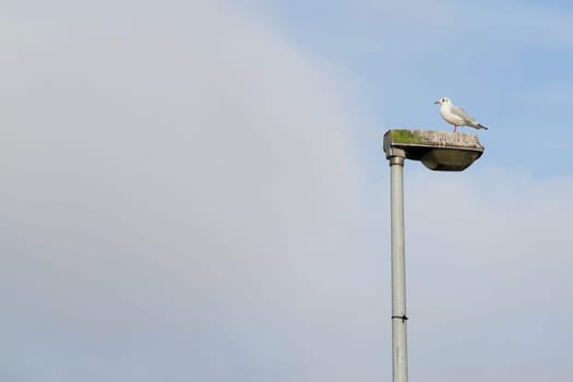 Seagull on a lantern on the banks of the Elbe near Magdeburg