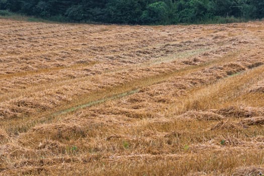 Summer landscape mowed grain field with forest in the background..