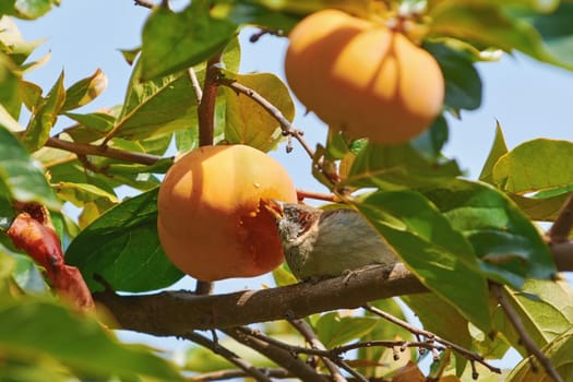 Sparrow Eats Persimmon Fruit Sitting on the Branch