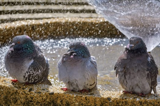 Three Pigeons are Sitting at the Fountain