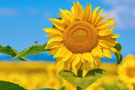Two Bees Fly to the Sunflower