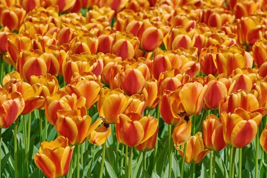 Fowered Bed of Red and Yellow Tulips