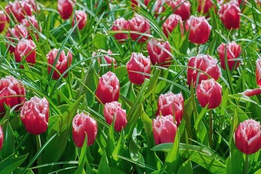 Flower Bed with Red Tulips in the Grass