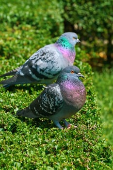 Two Pigeons Resting on the Bush