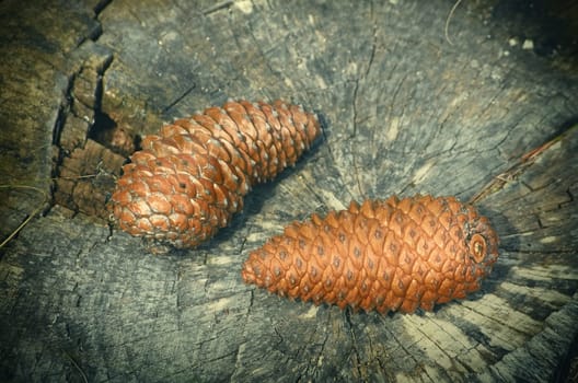 Two Fir Cones on the Stump