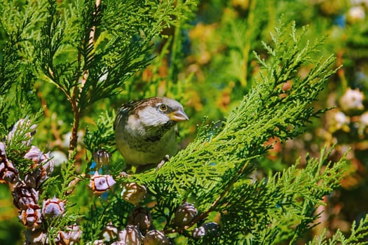 Sparrow Sitting on the Branch of a Thuja