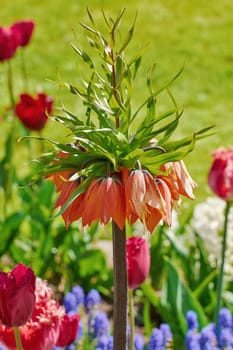 Crown Imperial Flower (Fritillaria imperialis)