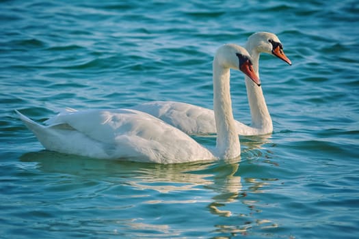 Pair of White Swans in the Black Sea Bay