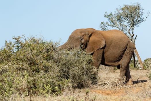 Bush Elephant standing in the field with his trunk in the bushes.