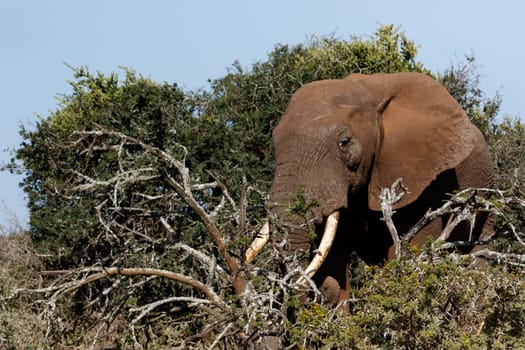 Bush Elephant standing in the field with his tusk in the branches.