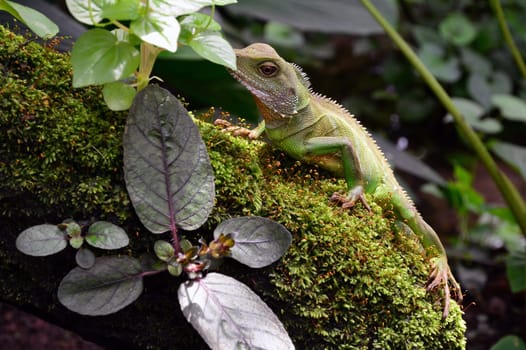 iguana