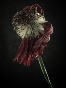 Gone beauty