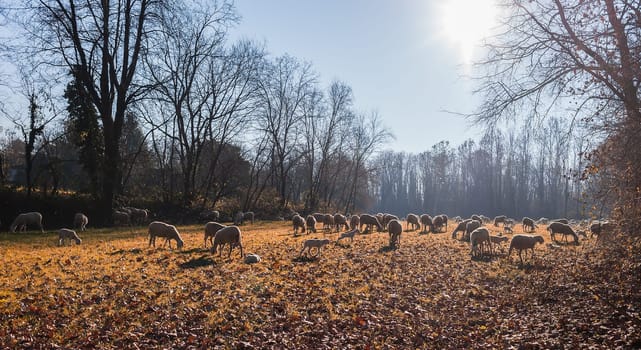 Flock of sheep and lambs on pasture. Against the light.
