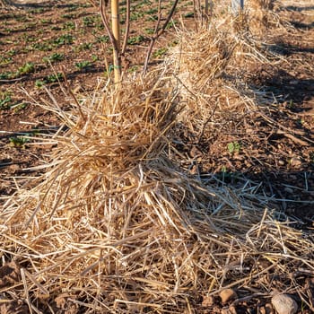 Mulching the roots of young trees of Kiwy with straw. Protection against frost of winter.