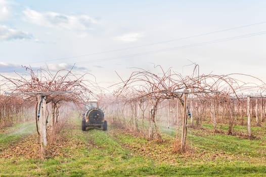 Agriculture work. Treatment pesticide to fruit trees. Kiwi trees. In a winter day.