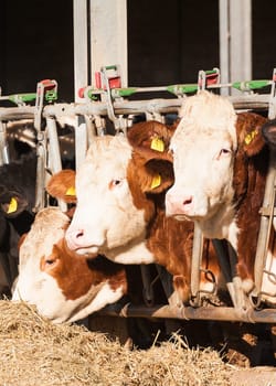 Many cows eating hay on feeding trough.