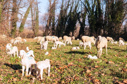 Flock of sheep and lambs on pasture.