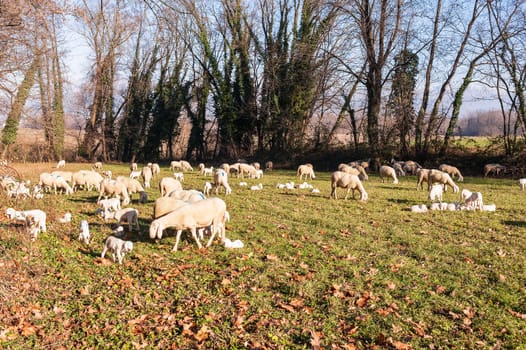 Flock of sheep and lambs on pasture.