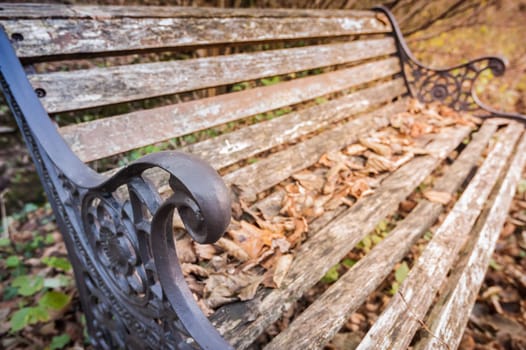 Bench in the Park in autumn season