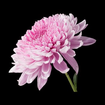 Chrysanthemum pink flower side view isolated on black