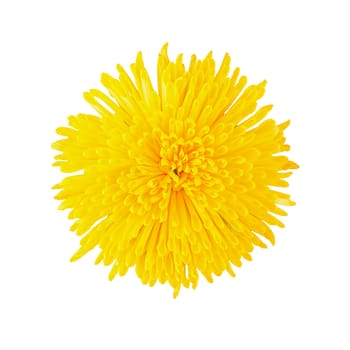 Chrysanthemum yellow flower head top view isolated on white