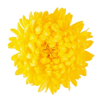 Chrysanthemum yellow flower head top view isolated on white