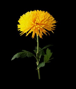 Chrysanthemum yellow flower side view isolated on black