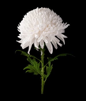 Chrysanthemum white flower side view isolated on black