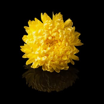 Chrysanthemum yellow flower head side view isolated on black glossy background with realistic reflection
