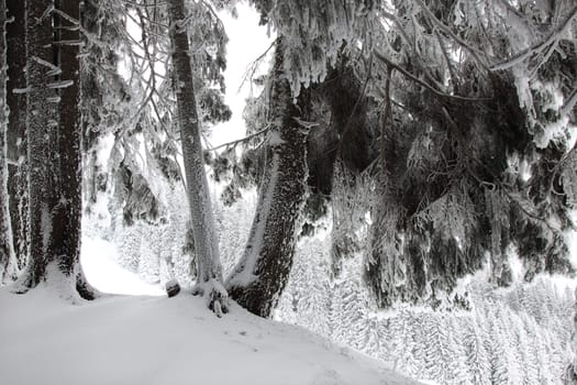 winter or winter snow or winter ice or winter deep snow