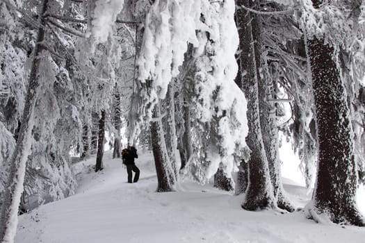 winter or winter snow or winter ice or winter deep snow