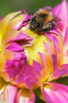 Bumblebee on a dahlia flower - macro image