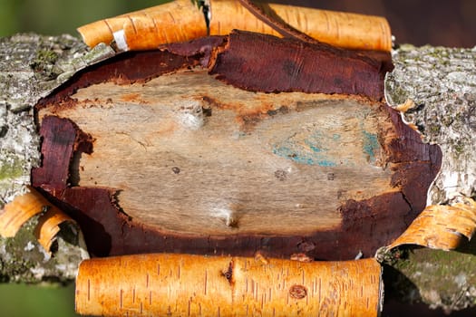 Birch with a wound in the bark - detail