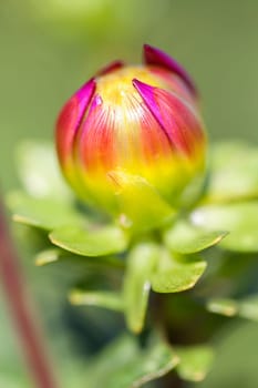 Dahlia - Dahlia - Macro image from the bud