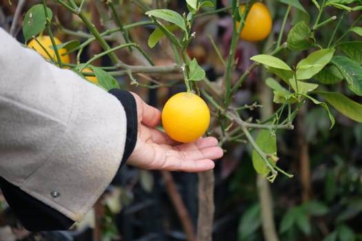 A person gently holds a bright yellow lemon in a lush garden.