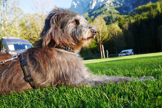 Camping holiday with dog
