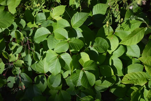 Lush green poison ivy leaves are shown growing in a healthy clump on sandy soil.