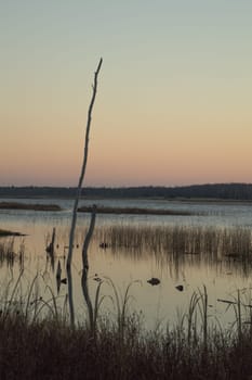 Peaceful image of silhouettes of a dead tree trunk, cattails and grasses at dawn with a moody pale peach sunrise.