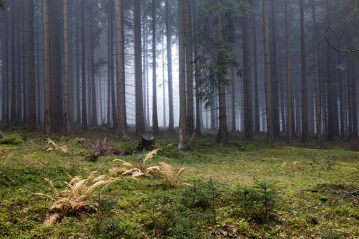 Image of the autumn fog in the spruce forest