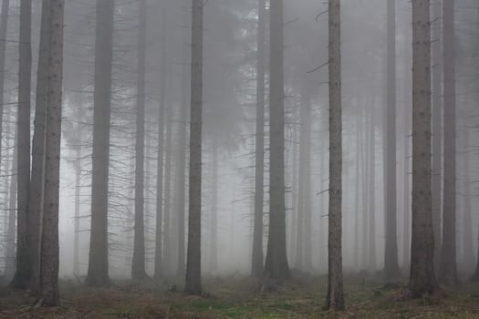 Image of the autumn fog in the spruce forest